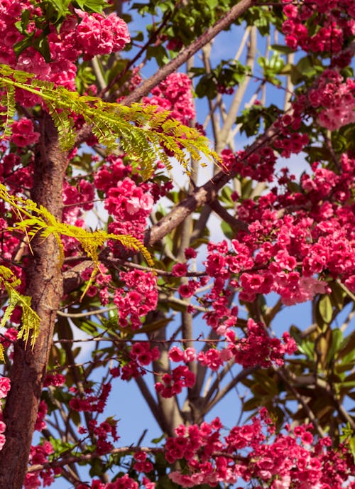 Foto stok gratis bunga, bunga-bunga merah muda, cabang