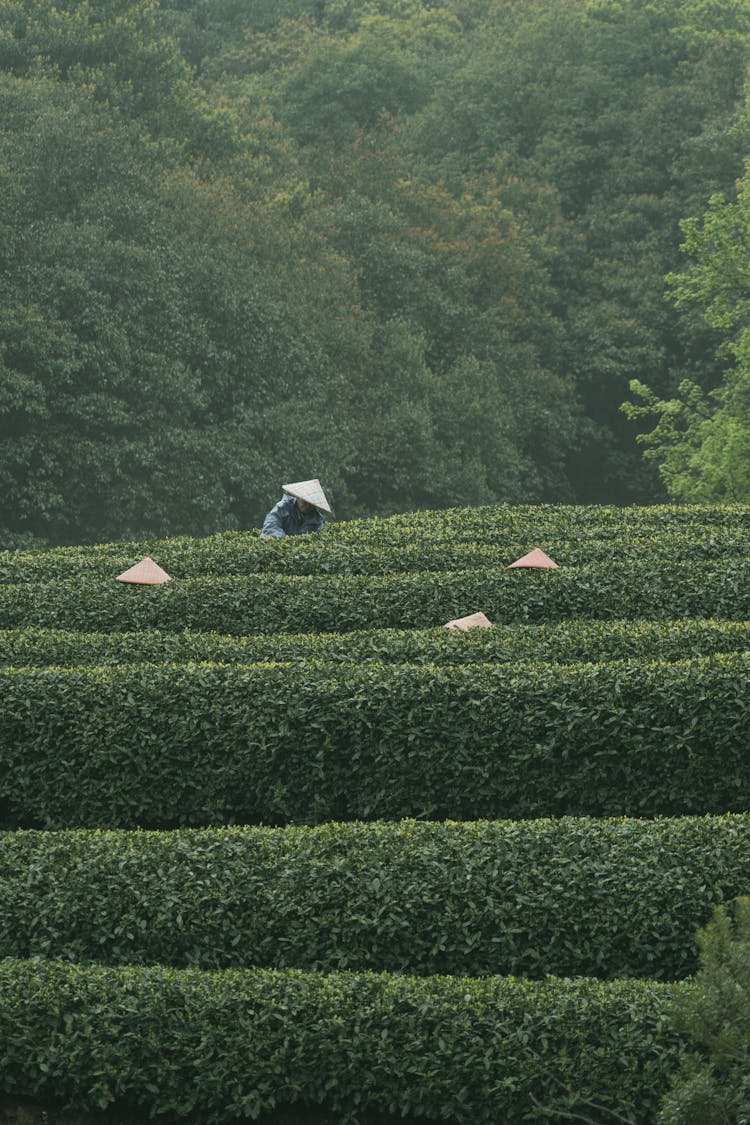 People Working On Rural Field