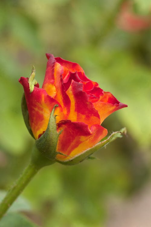 Foto stok gratis kuncup mawar, mawar, mawar kuning oranye