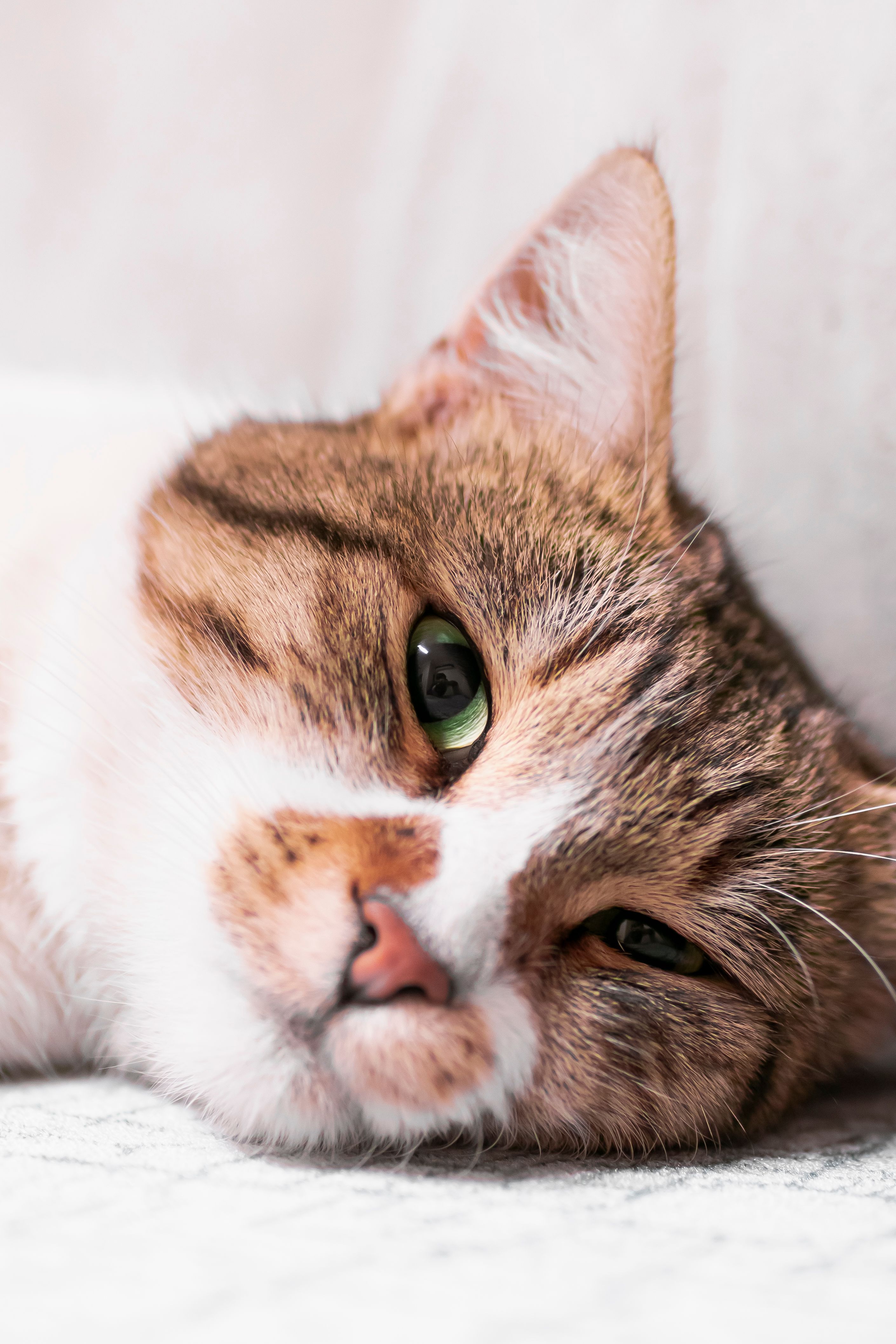 Close-up of a cute tabby cat resting lazily on a white surface, showcasing its soft fur and relaxed expression.