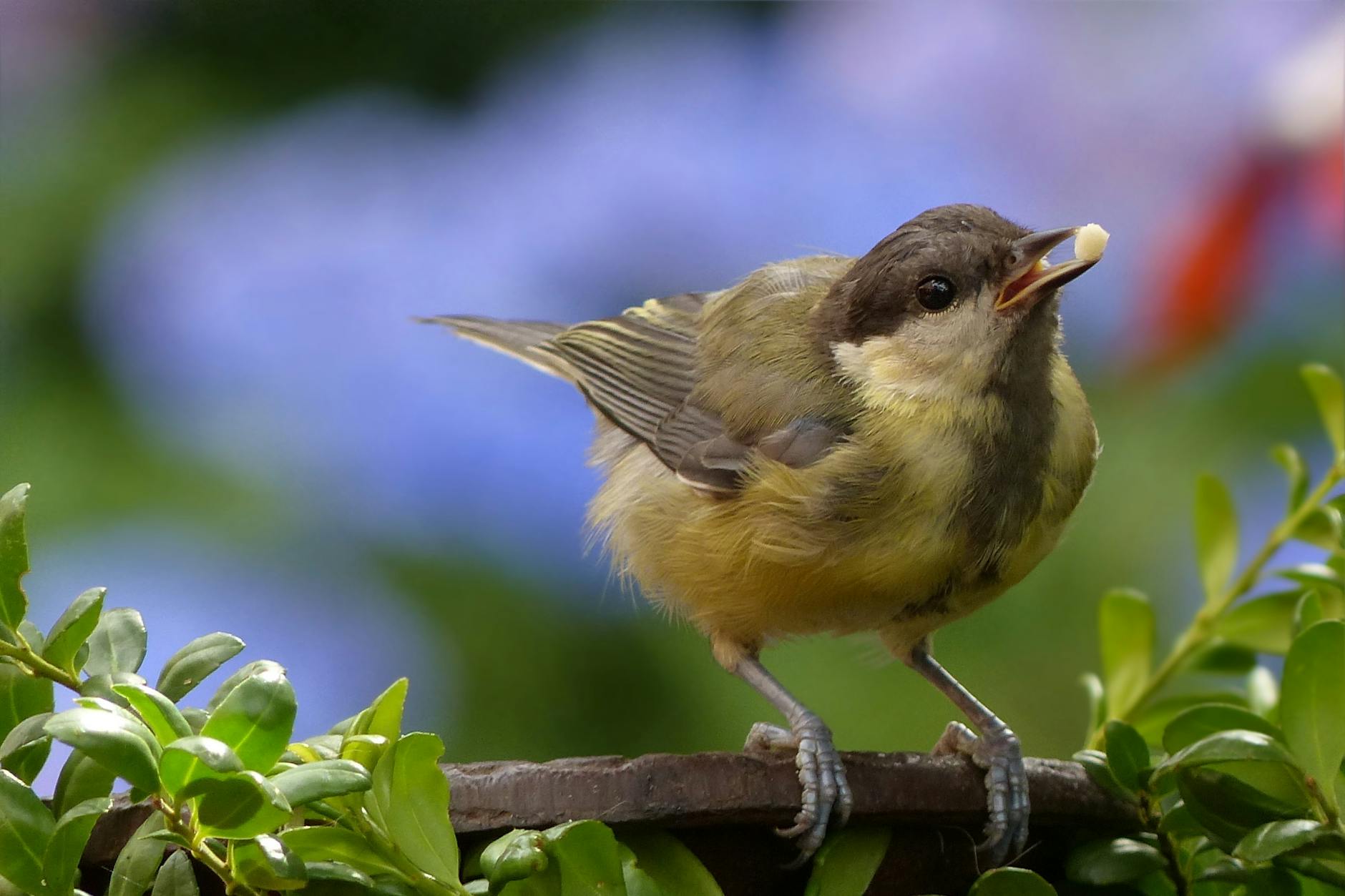 What do birds eat?