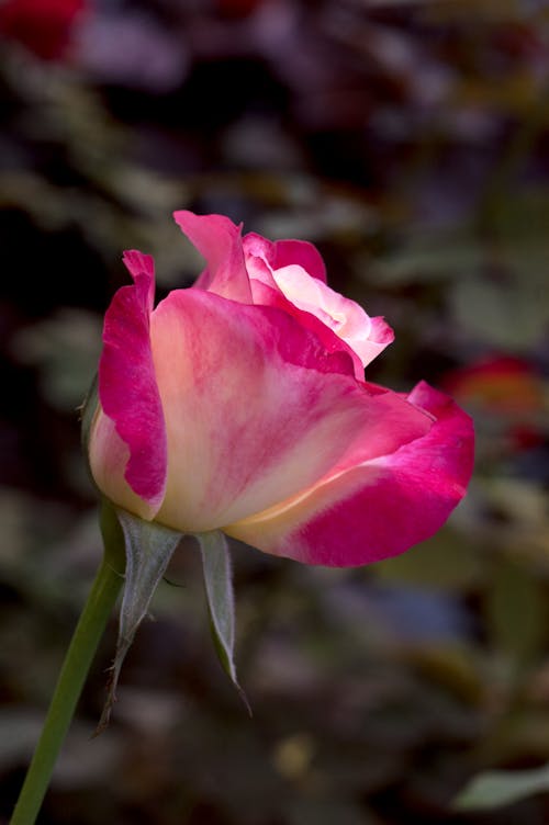 Foto stok gratis bunga mawar, kuncup mawar, kuncup mawar warna-warni