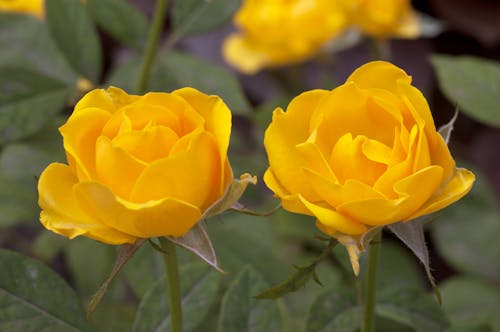 Foto stok gratis mawar mawar kuning