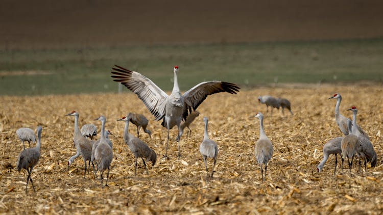 Cranes On Ground