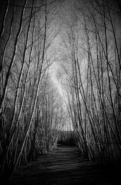 Path through a Forest of Leafless Trees