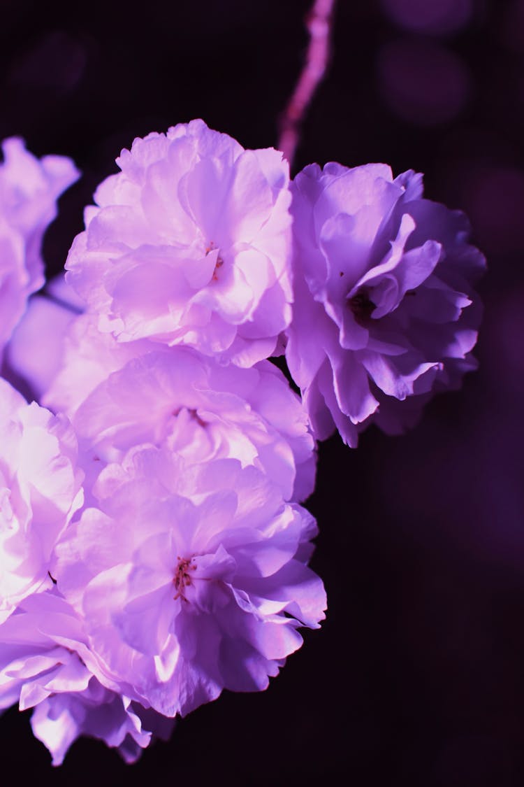 Close Up Of Purple Flowers