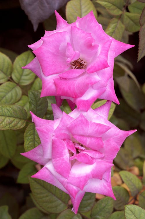 Foto stok gratis dua mawar, mawar, mawar merah muda