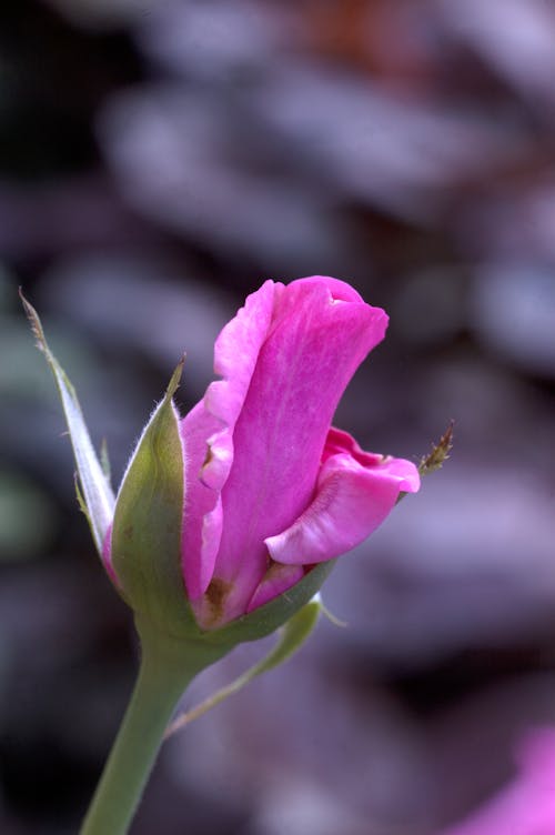 Foto stok gratis kuncup mawar, mawar, rose bud pink