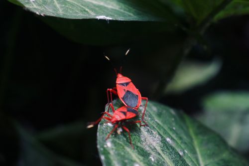 Free Detailed close-up of two vibrant red beetles on green leaves in nature. Stock Photo