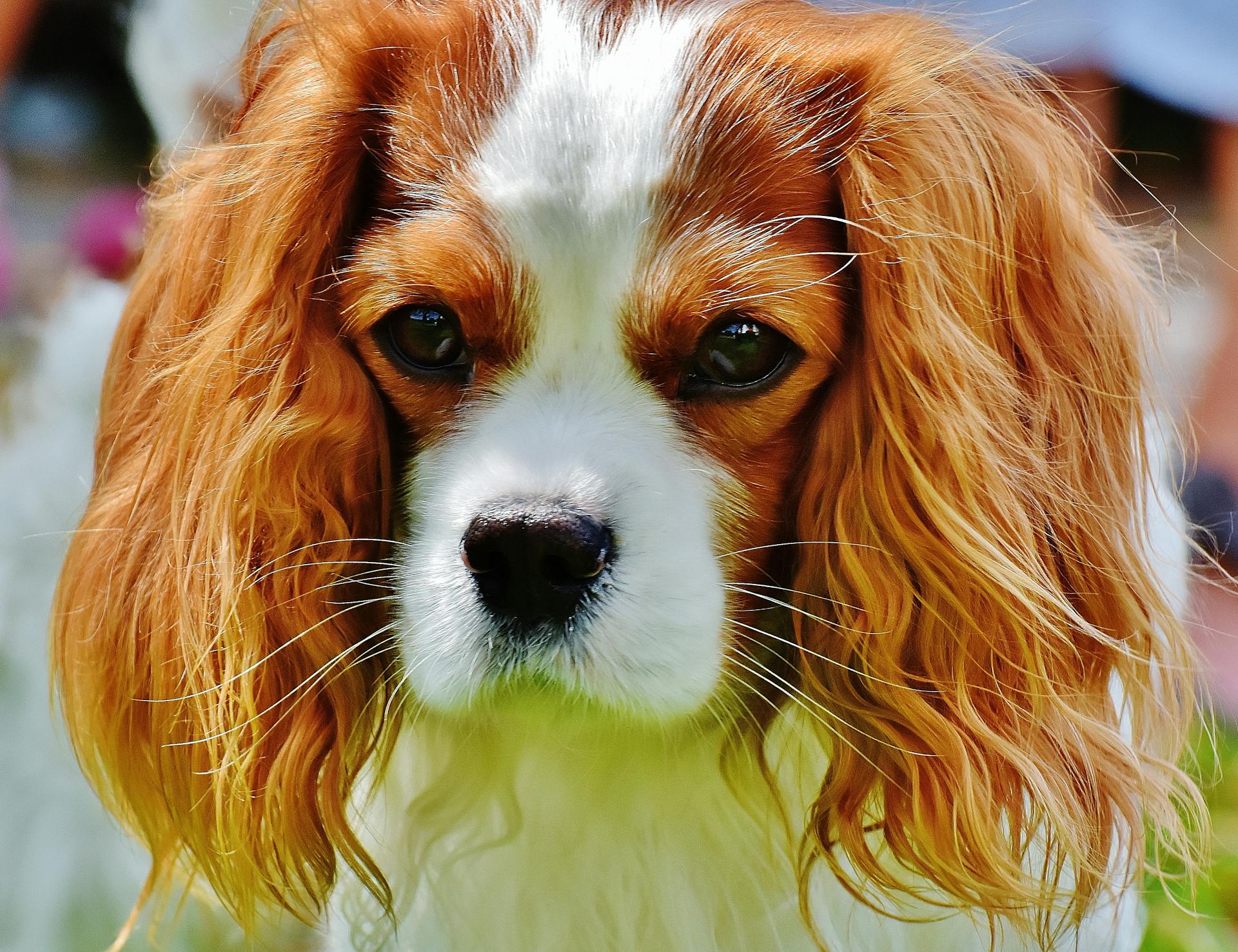 Brunbrun och vit Cavalier King Charles Spaniel