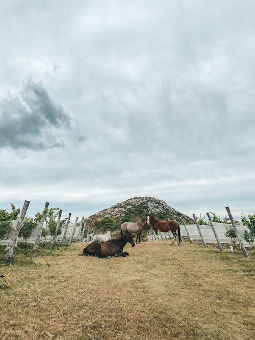 Ingyenes stockfotó állatállomány, állatok, farm témában