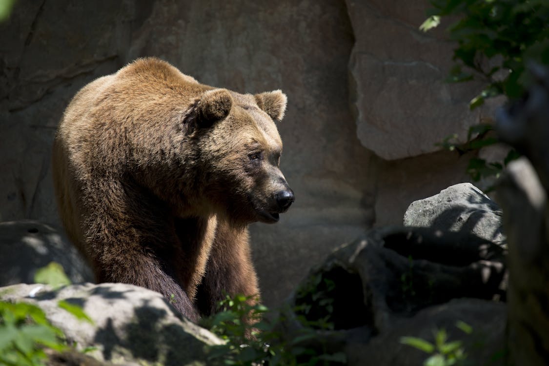 бесплатная Бурый медведь возле зеленого растения Стоковое фото