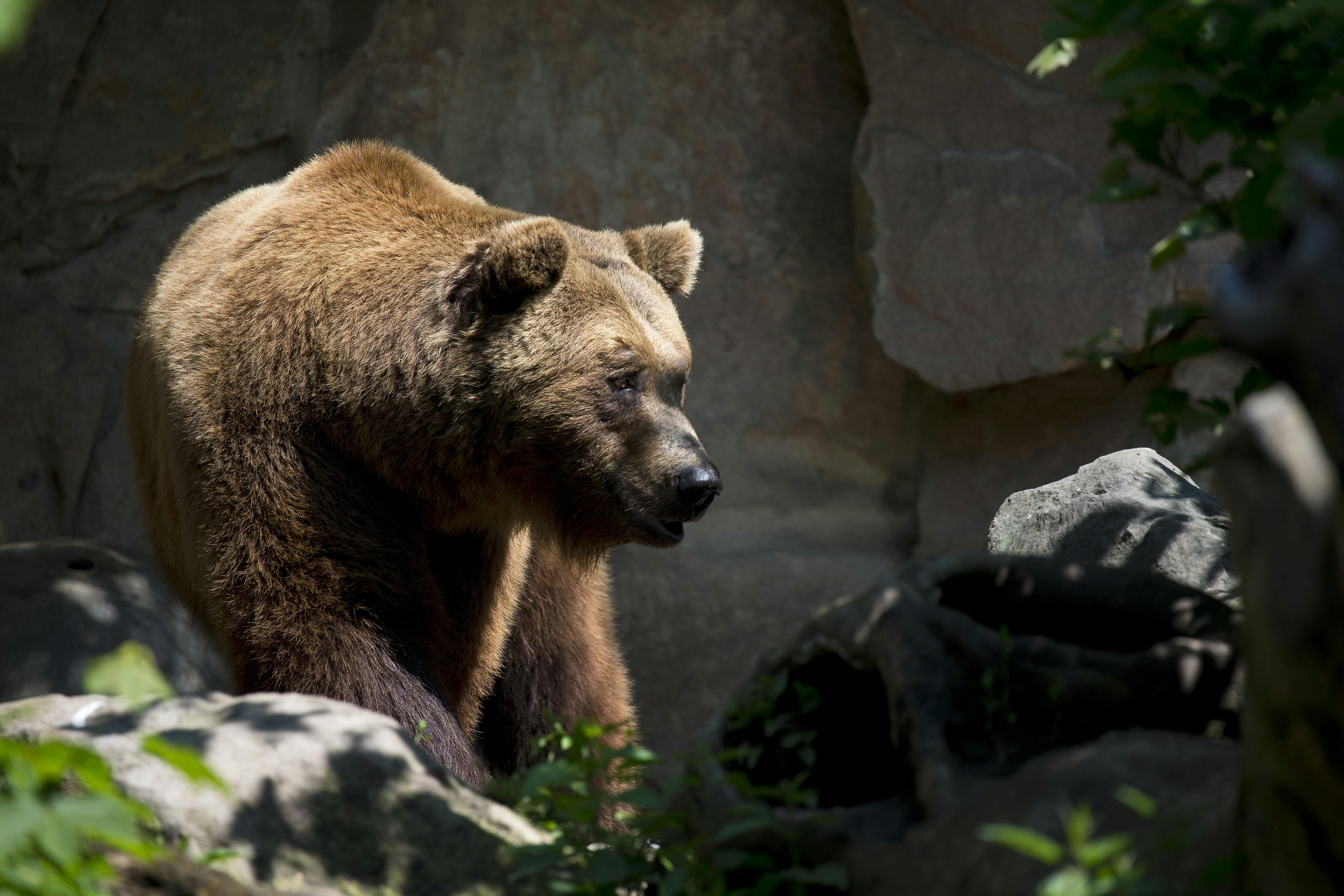 european-brown-bear-wildlife-ursus-arctos-162131.jpeg?cs=srgbu0026dl=animal-zoo-wildlife-162131.jpgu0026fm=jpg