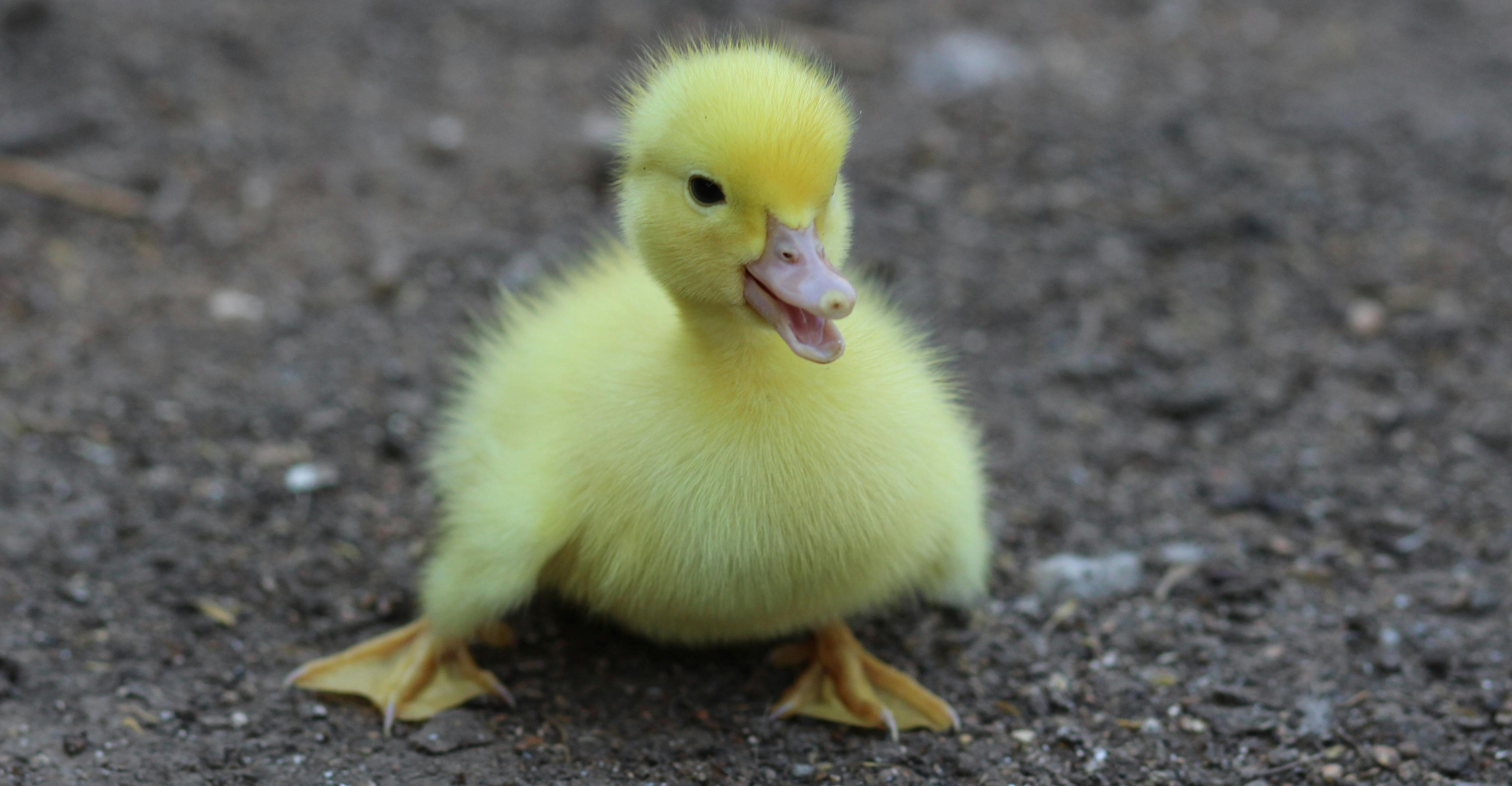 Kostenloses Foto zum Thema: baby, boden, ente