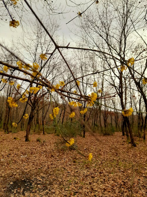 Free stock photo of autumn, autumn aesthetic, autumn forest