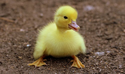 Free Duckling on Black Soil during Daytime Stock Photo