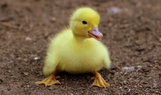 Duckling on Black Soil during Daytime