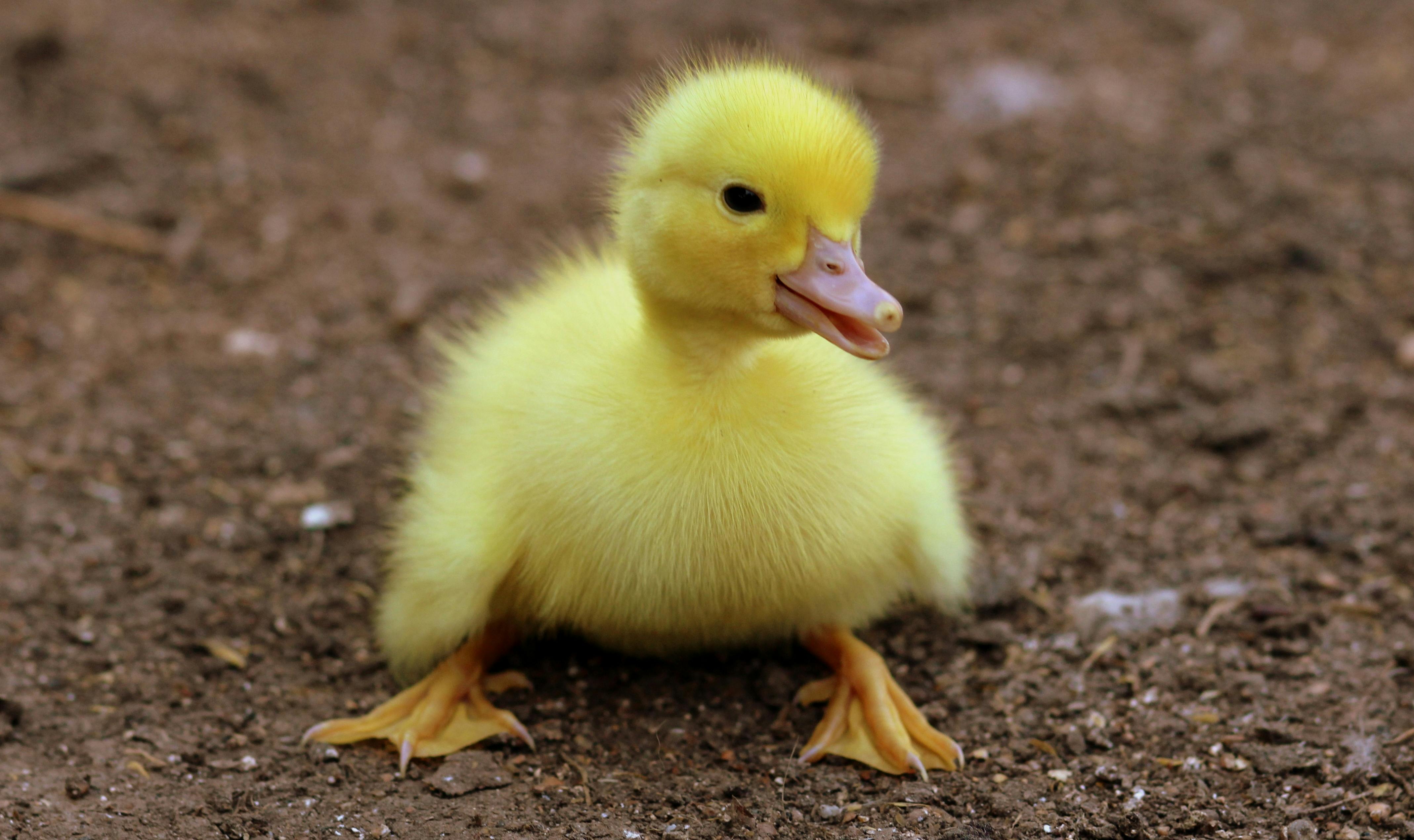 Foto stok gratis tentang anak  angsa anak itik  baru lahir