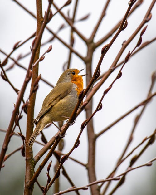 가지, 노래하는 새, 동물 사진의 무료 스톡 사진