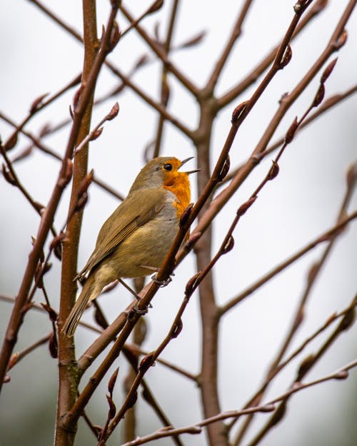 Small Songbird in Nature