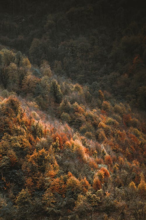 Foto profissional grátis de aerofotografia, árvores, colinas