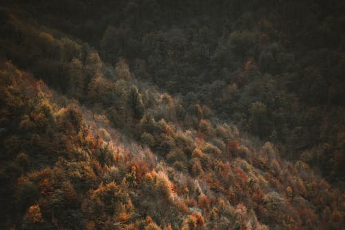 Deep Forest in Autumn
