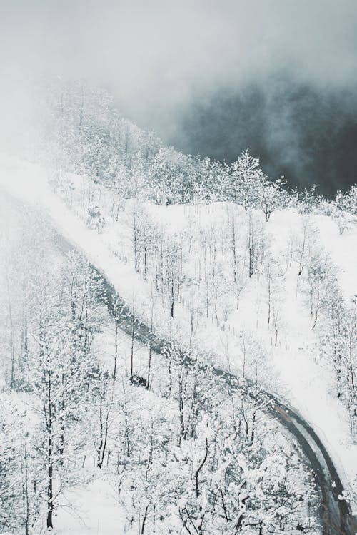 Road in Forest in Winter