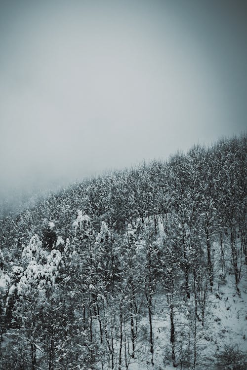 Fotos de stock gratuitas de blanco, bosque, foto con dron