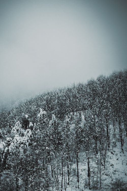 Free A tranquil aerial view of a snow-covered forest enveloped in a winter mist, capturing natural beauty and calmness. Stock Photo