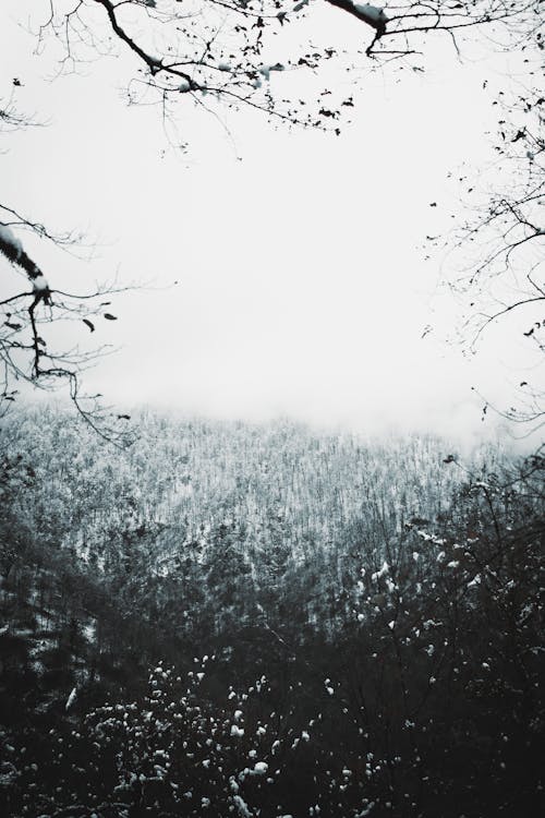 Darmowe zdjęcie z galerii z chmura, drzewa, las