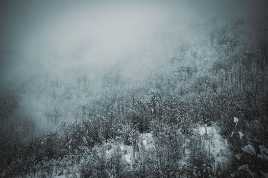Captivating misty winter forest scene with snow-covered trees and a frosty atmosphere.