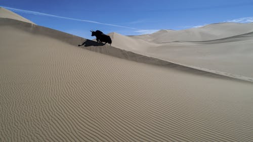 Free A black cow is running across the sand dunes Stock Photo