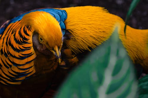 Fotos de stock gratuitas de amarillo, bosque, fotografía de aves