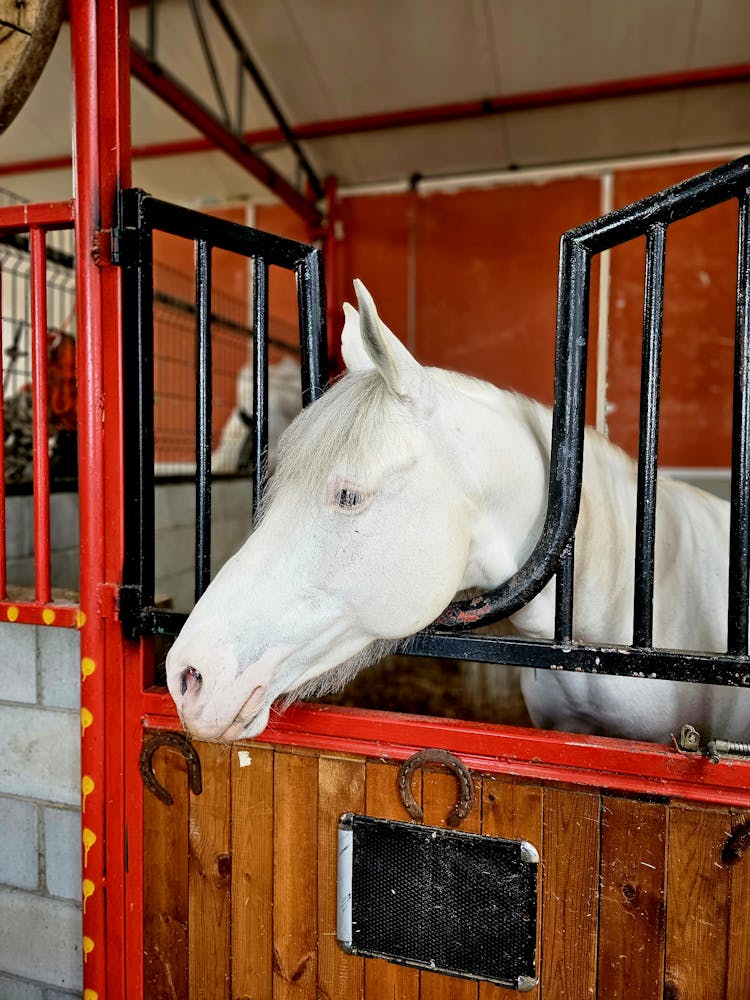 A White Horse In A Stable Stall 