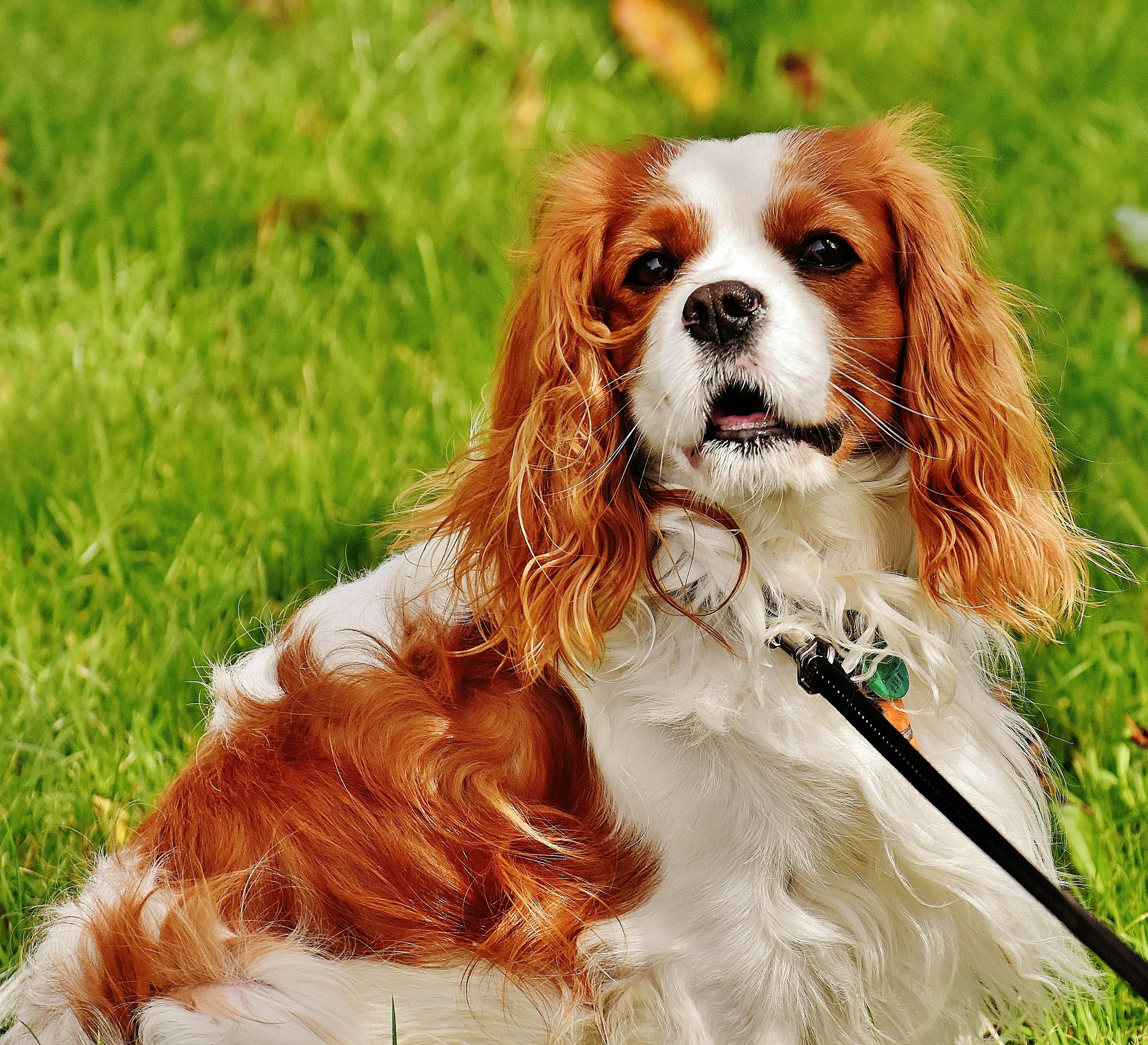 Cavalier Cavalier
