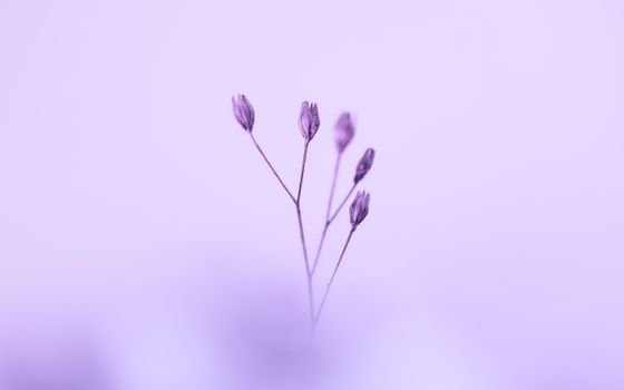 Minimalist image of dried lavender stalks with soft focus on a purple background. Perfect for nature-inspired designs.