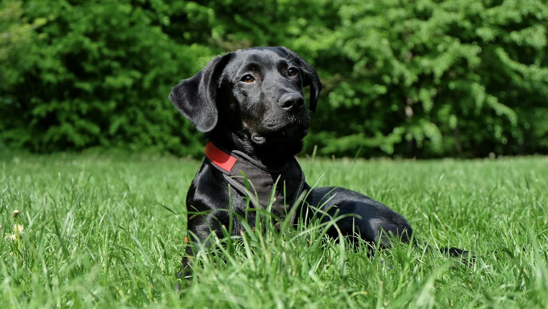 Svart labrador som ligger på gräset