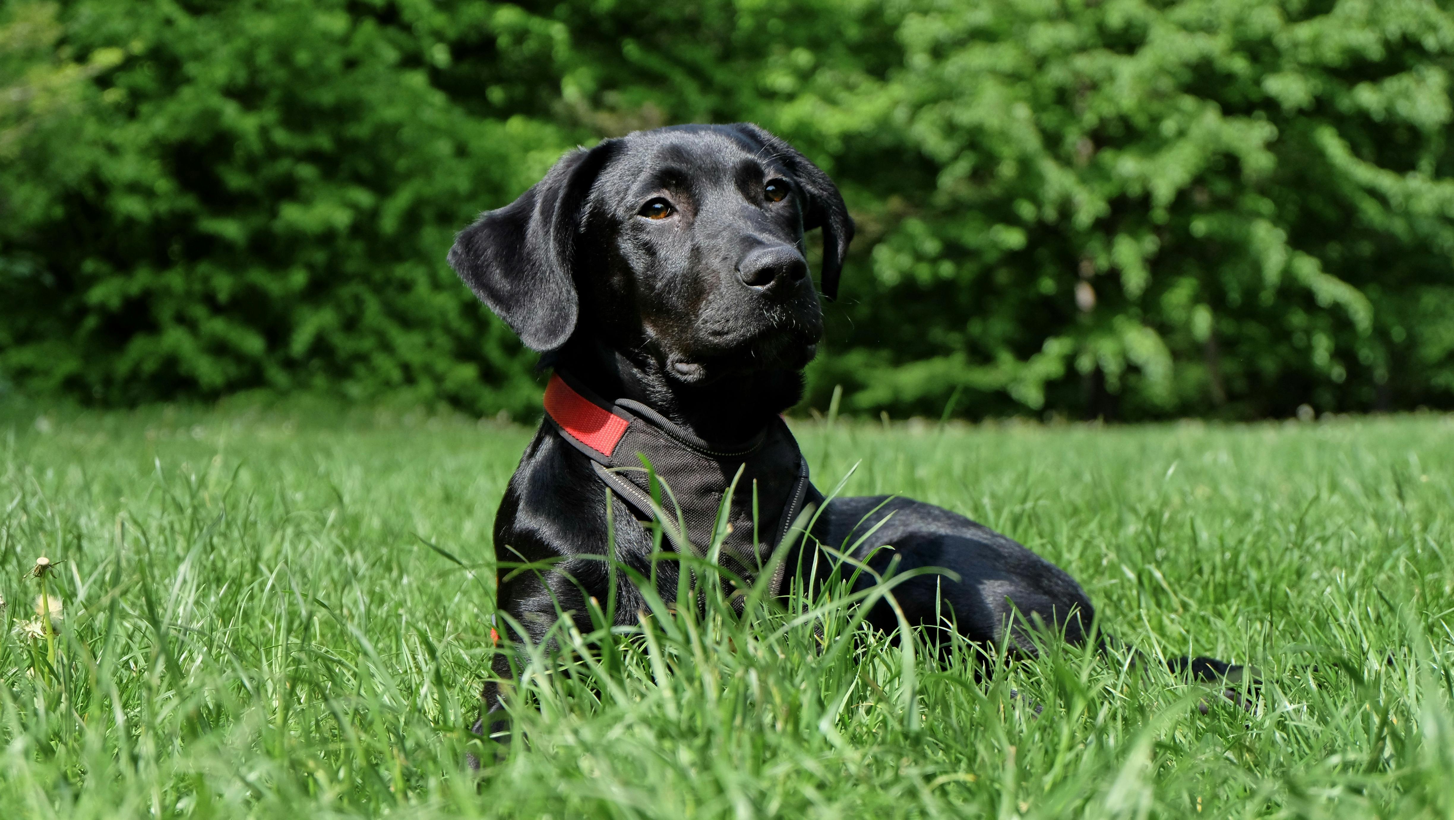 Black Labrador Retriever Lying on Grasses · Free Stock Photo