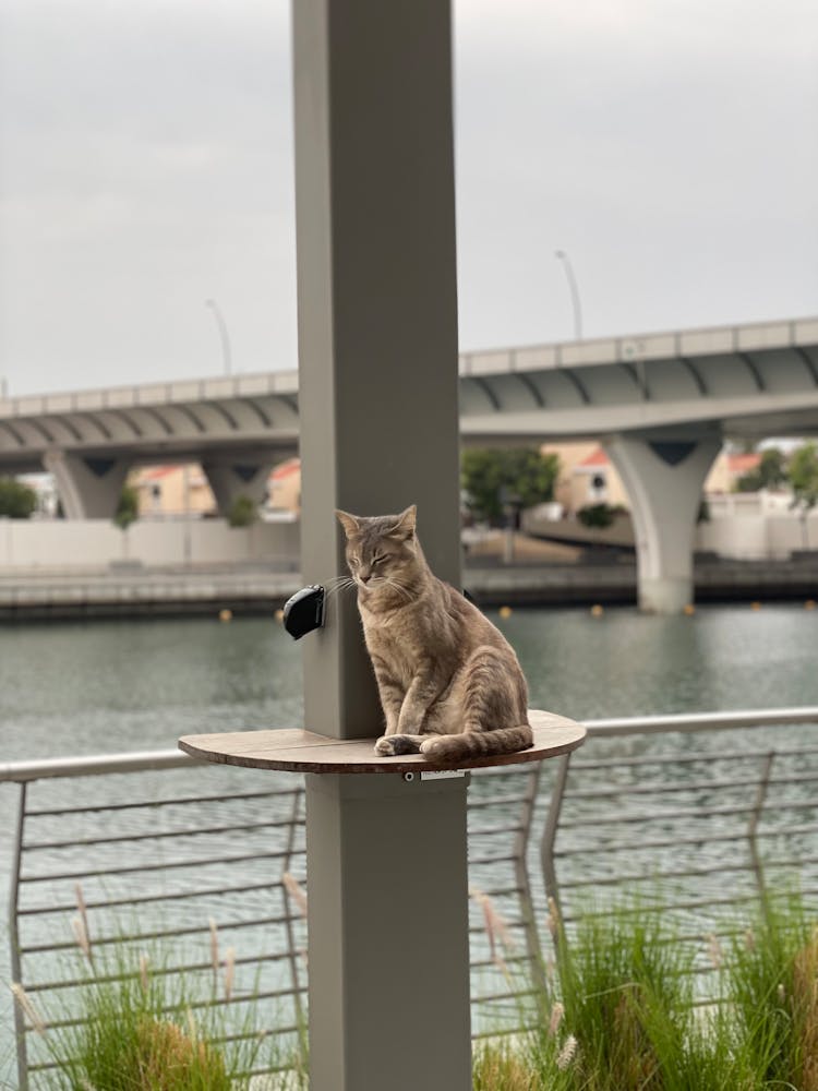 Cat Sitting On Table