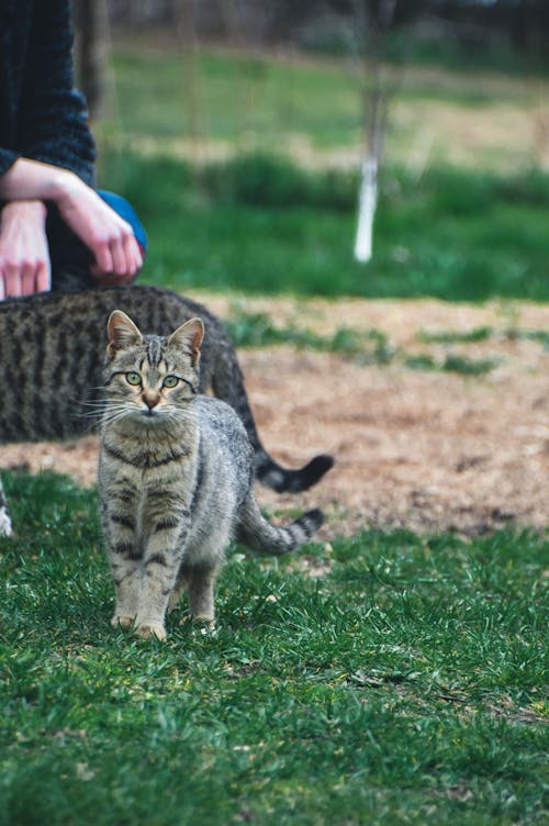 Gratis stockfoto met beest, detailopname, gras