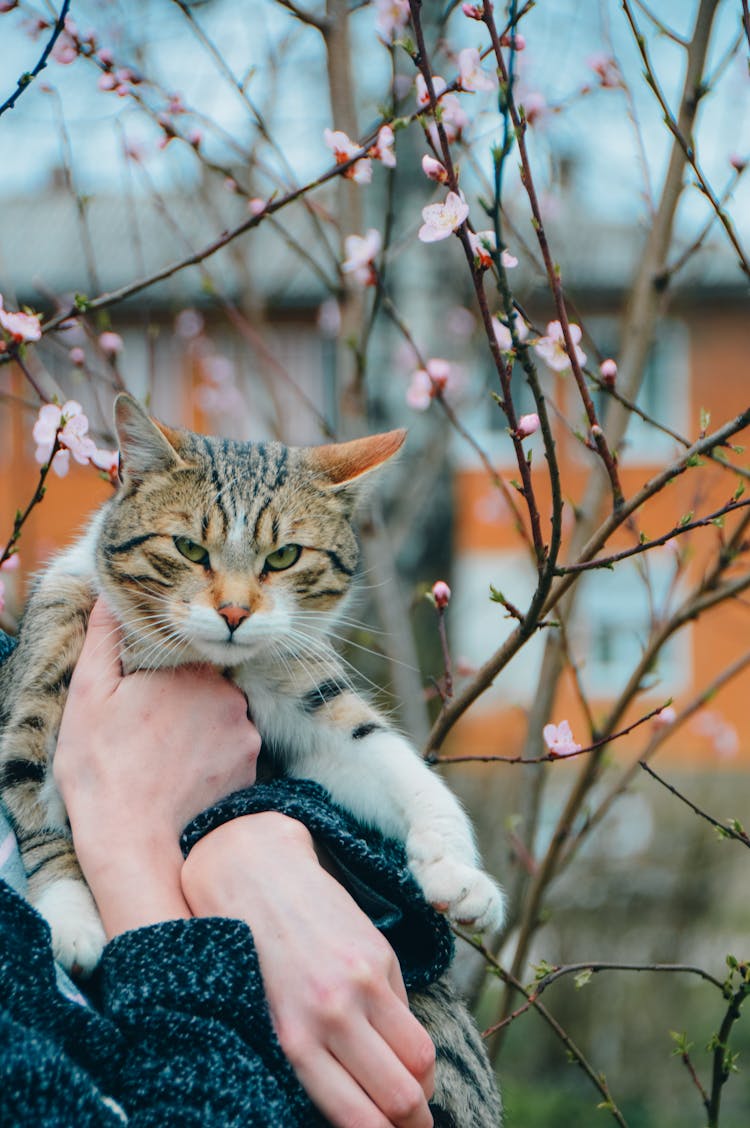 Hands Holding Cat