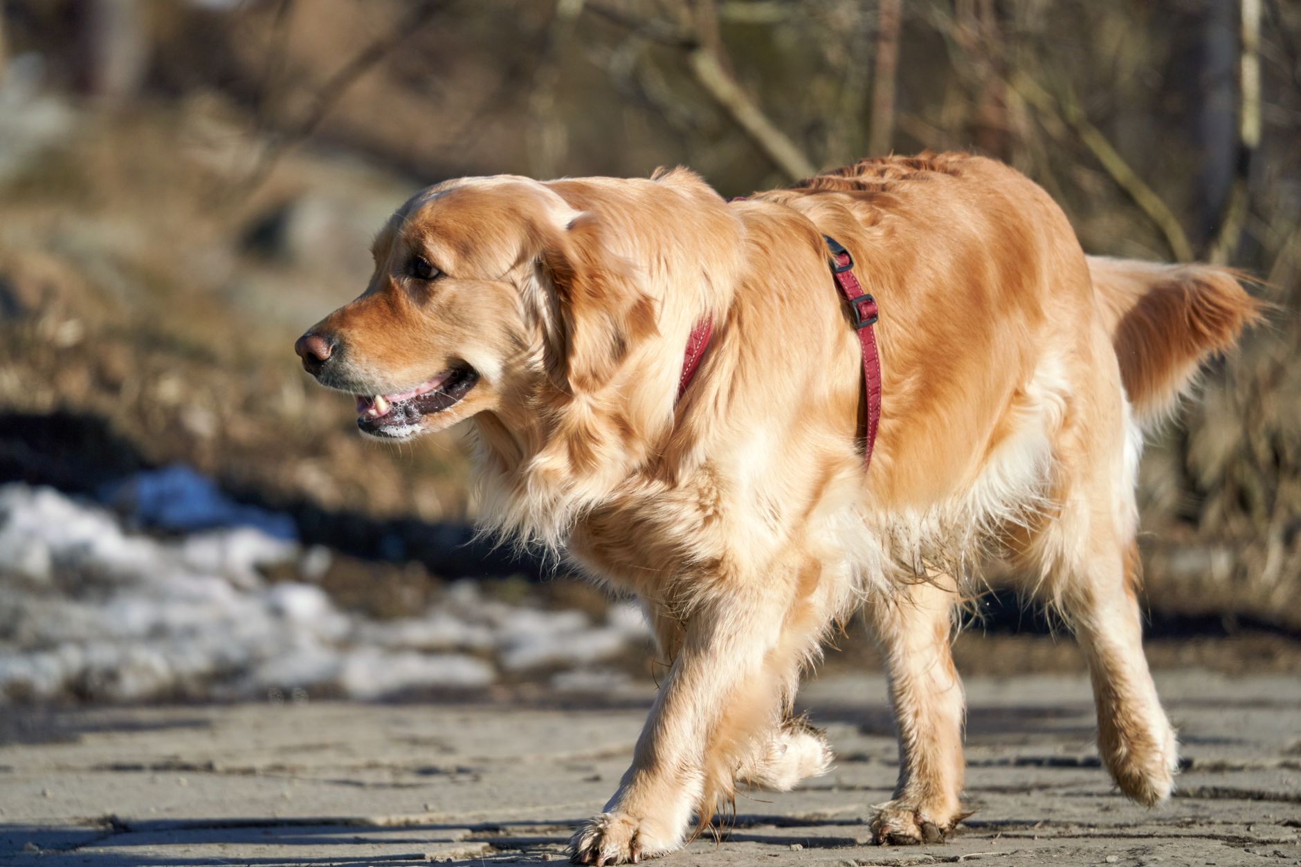 Golden retriever with harness strolling on snowy pavement in Oslo, Norway.