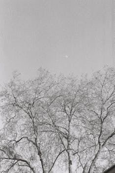 Black and white photo of bare trees with half-moon in a clear sky.