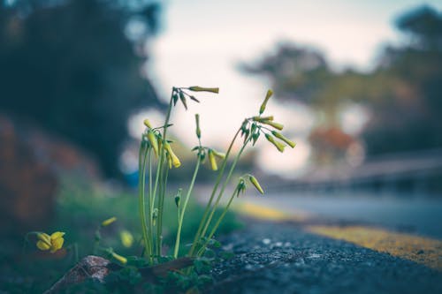 Immagine gratuita di fiori, focus selettivo, fresco