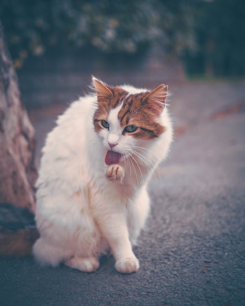 Gratis stockfoto met aarde, dierenfotografie, huisdier