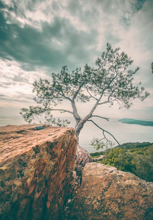 ağaç, background, bekar içeren Ücretsiz stok fotoğraf