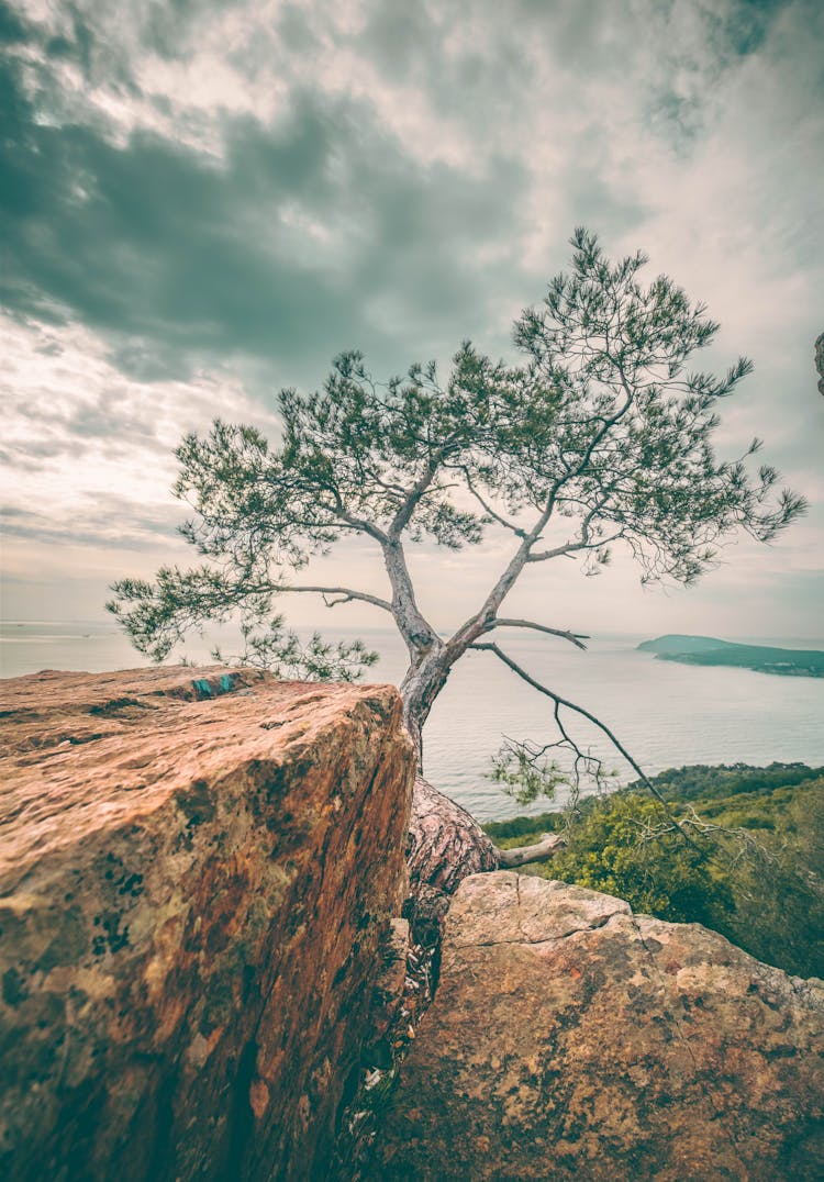 Single Tree On Rocks On Sea Shore