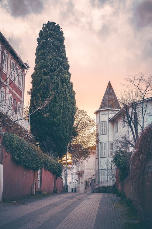 ağaç, arka sokak, background içeren Ücretsiz stok fotoğraf