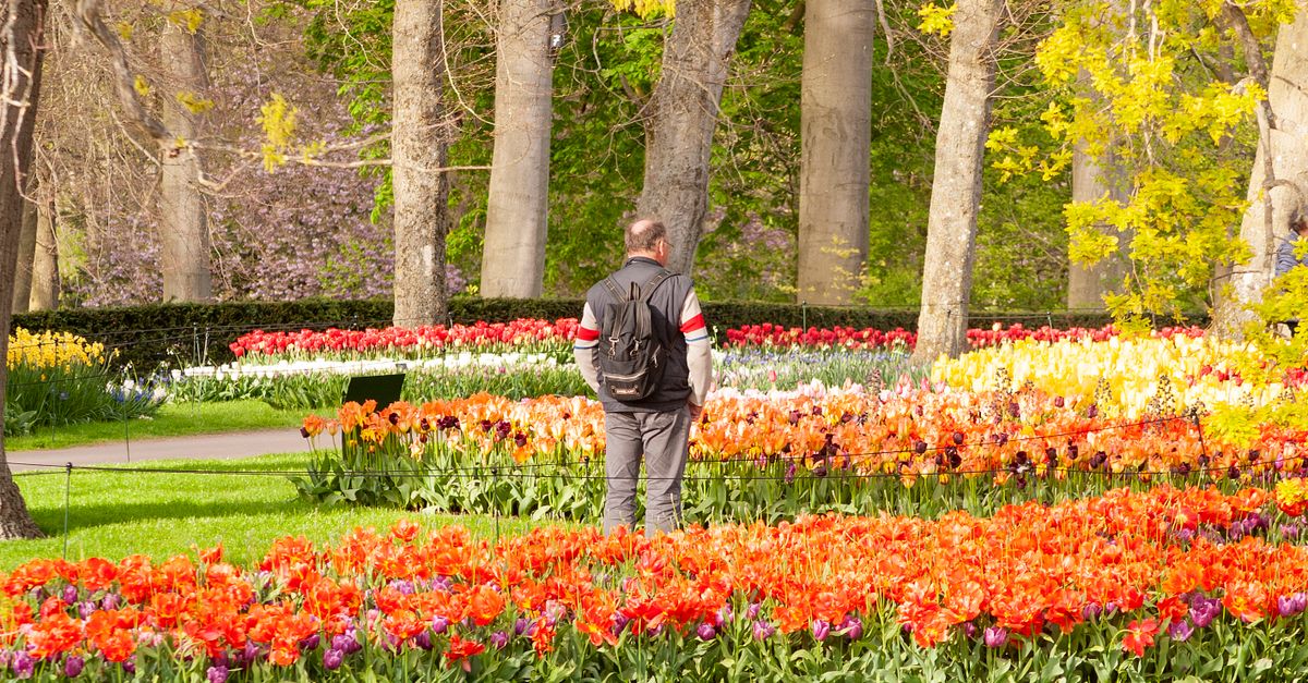 Person Outside Spring Man Standing in Spring Park · Free Stock Photo