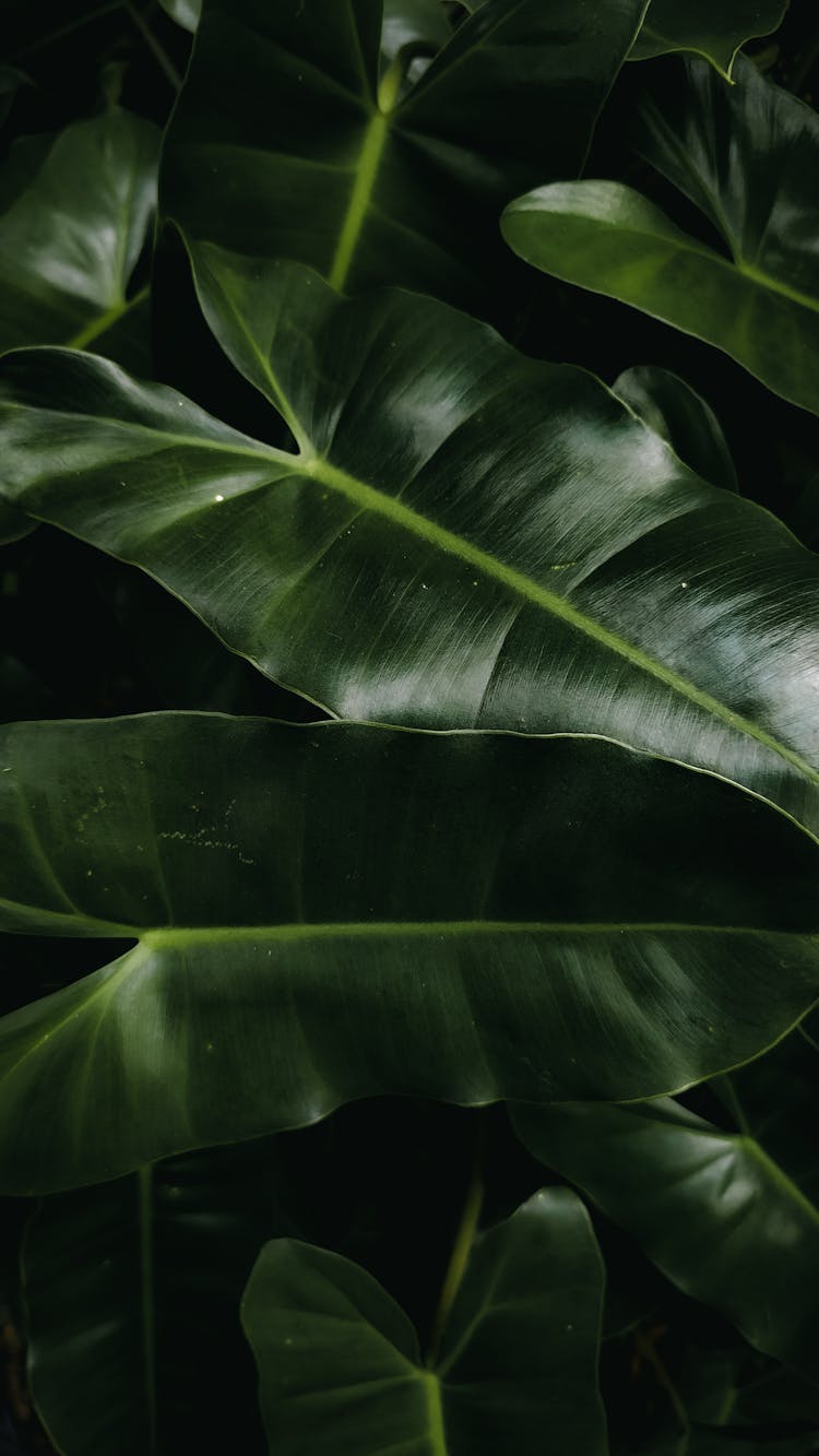 Leaf Of Alocasia